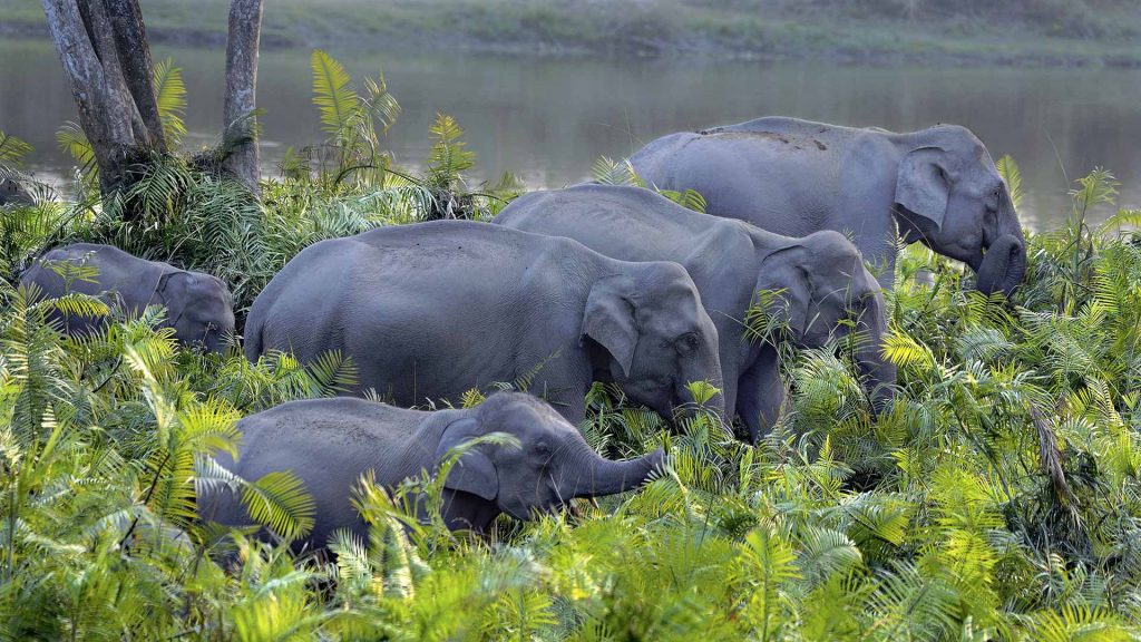 Elephant Herd