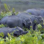 Elephant Herd