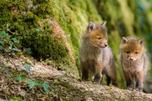 Fox Pups