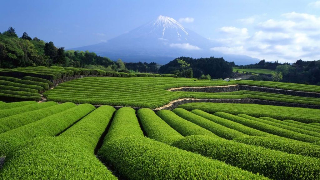 Fuji Cha – Bing Wallpaper Download