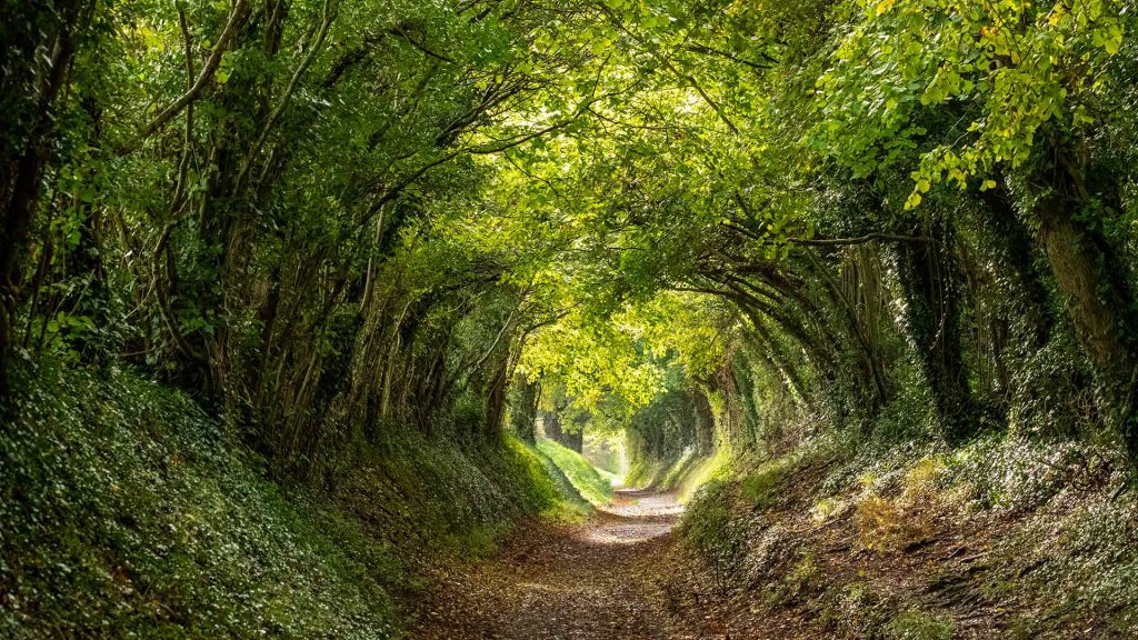 Halnaker Trees