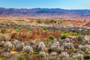 Kasbah Roses
