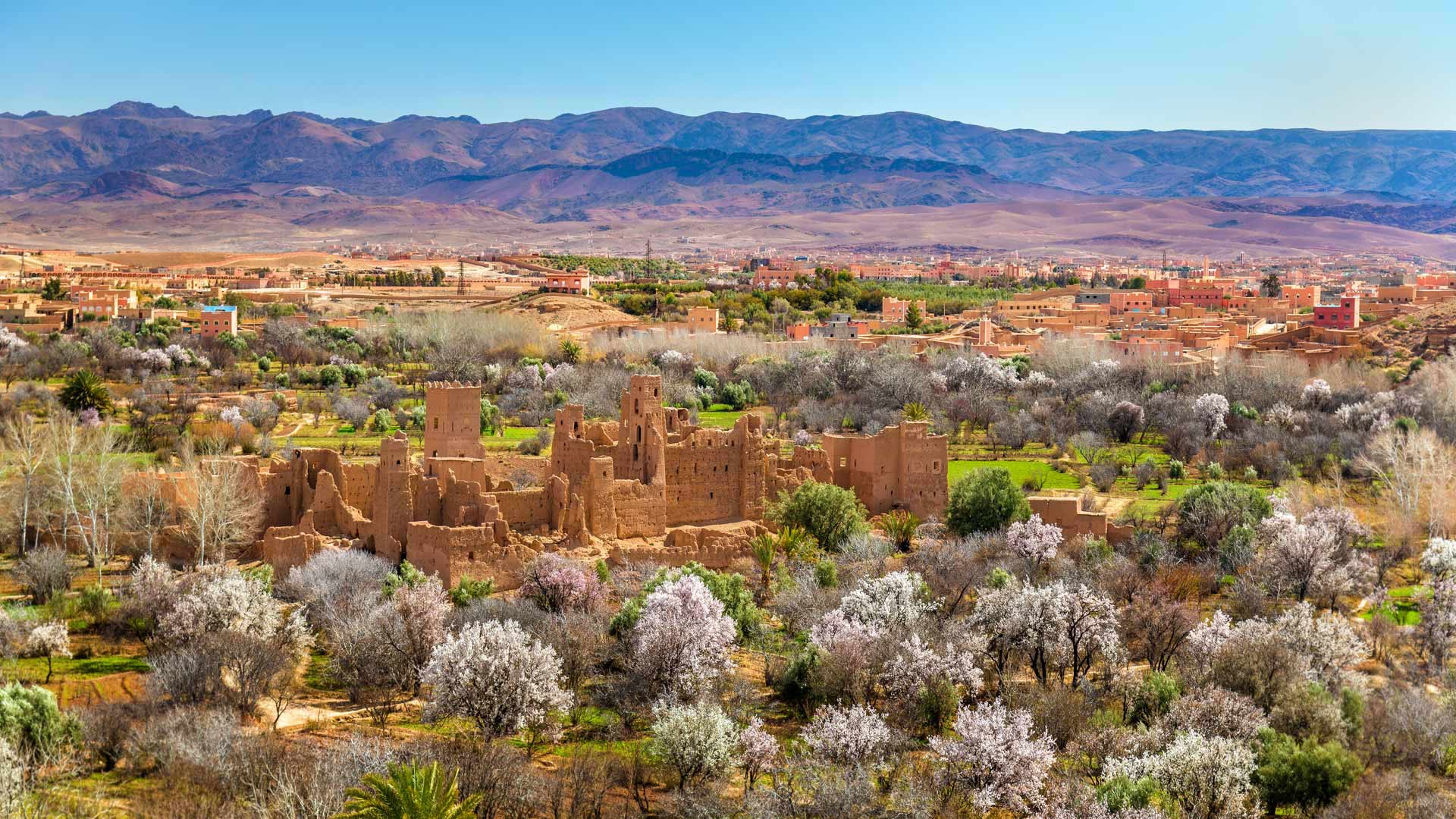 Kasbah Roses