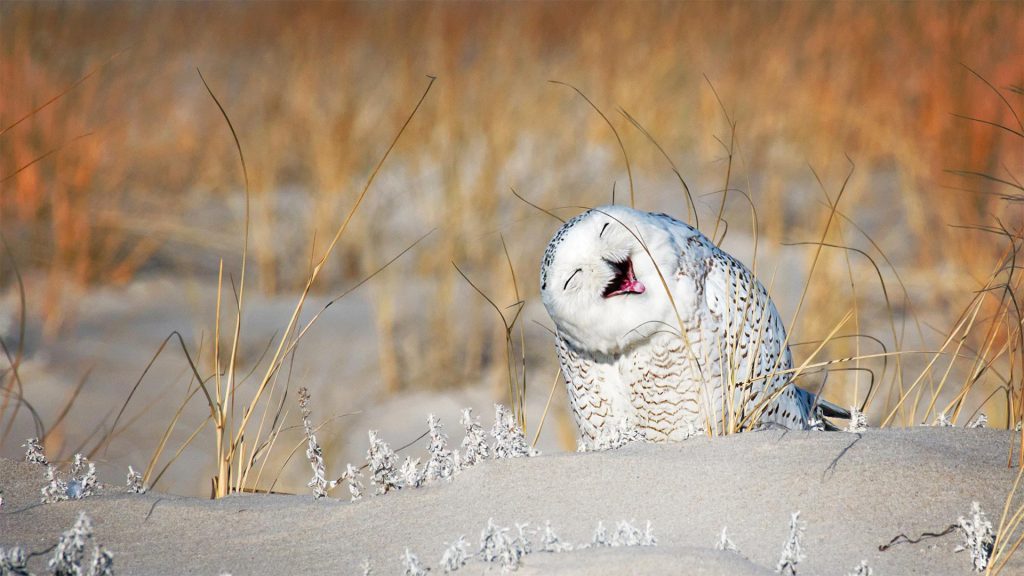 Laughing Owl – Bing Wallpaper Download