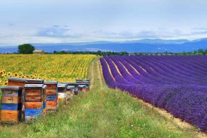 Lavender Bee