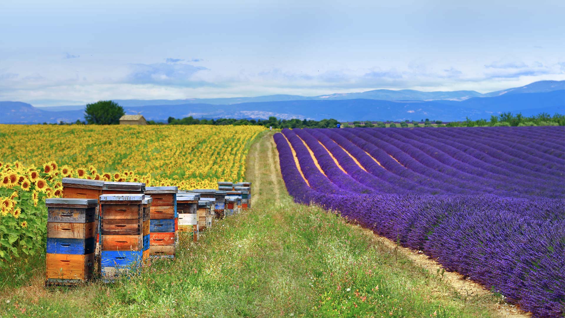 Lavender Bee