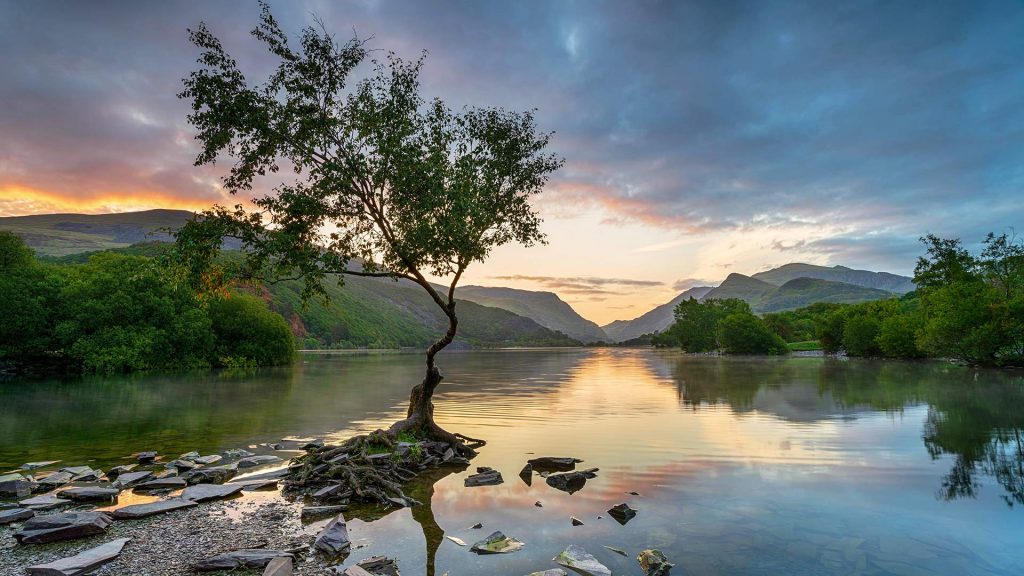 Lone Tree