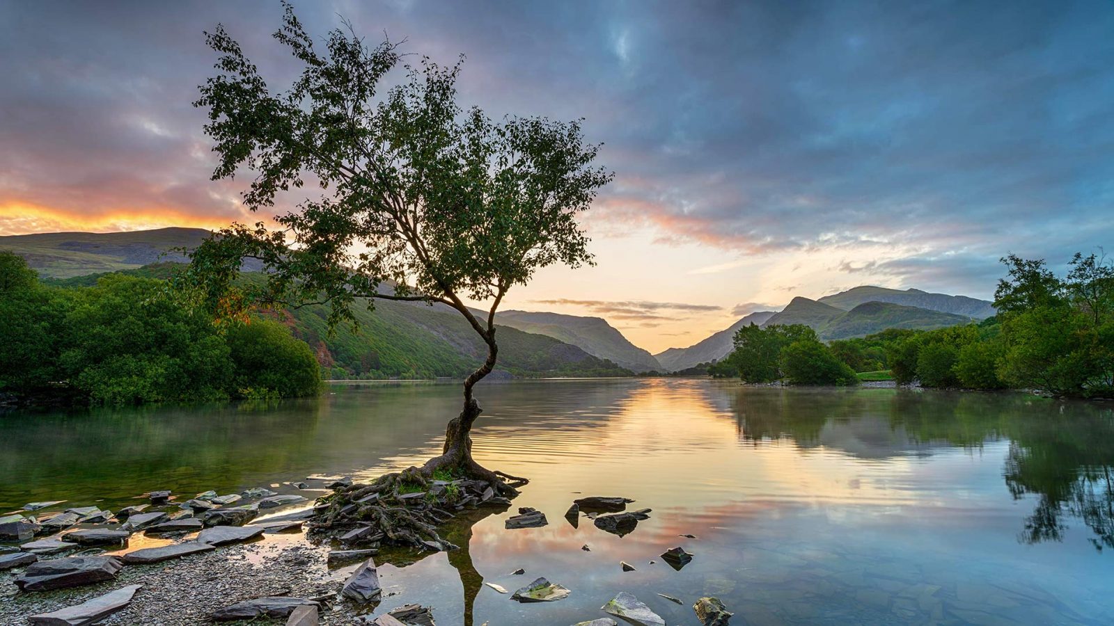 Lone Tree – Bing Wallpaper Download