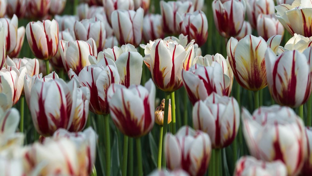 Maple Leaf Tulips