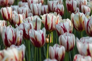 Maple Leaf Tulips