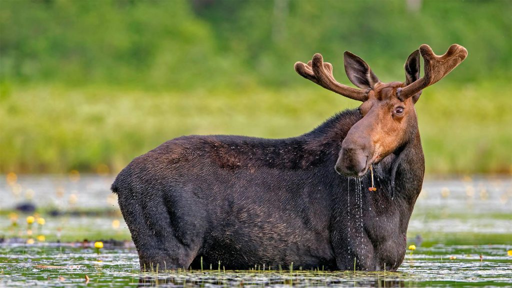 Moose Watching