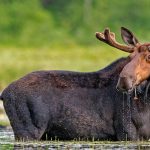 Moose Watching