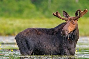 Moose Watching