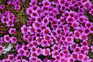 Nunavut Saxifrage