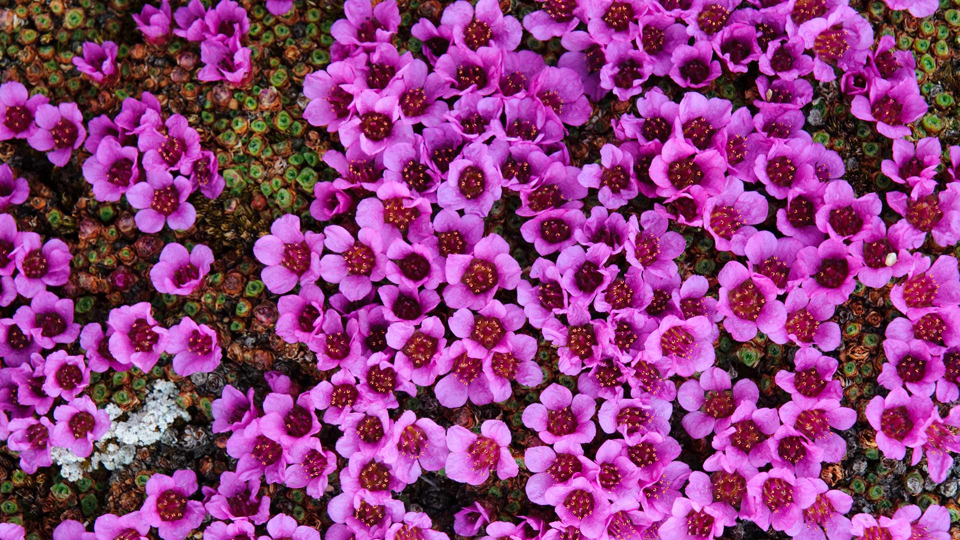 Nunavut Saxifrage