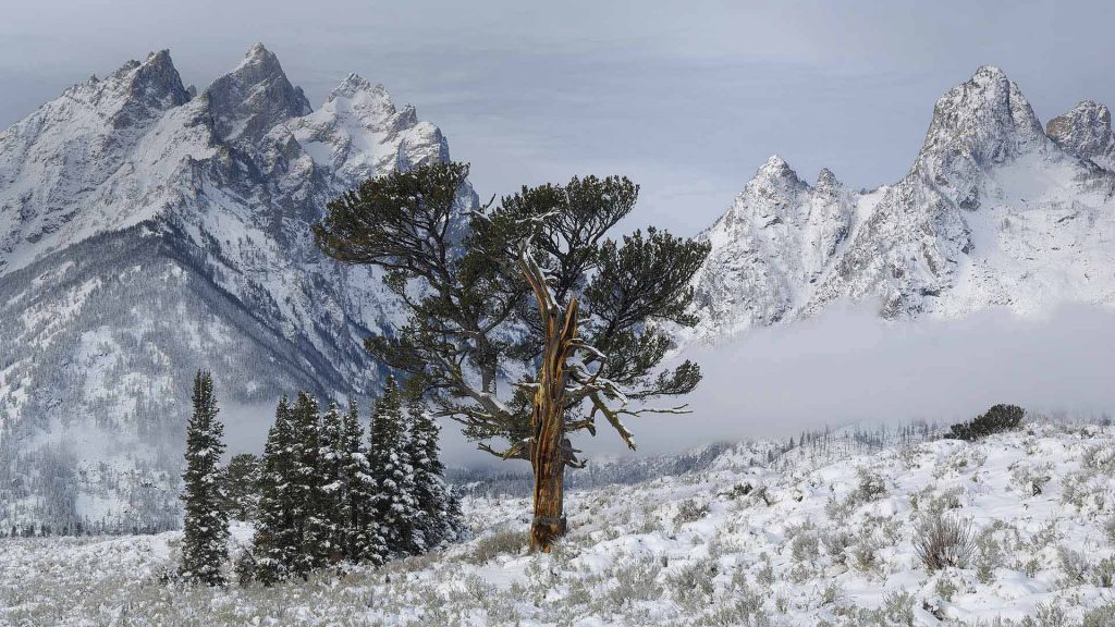 Old Patriarch Tree