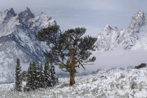 Old Patriarch Tree