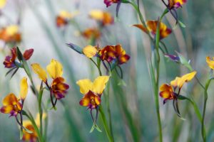 Pansy Orchid