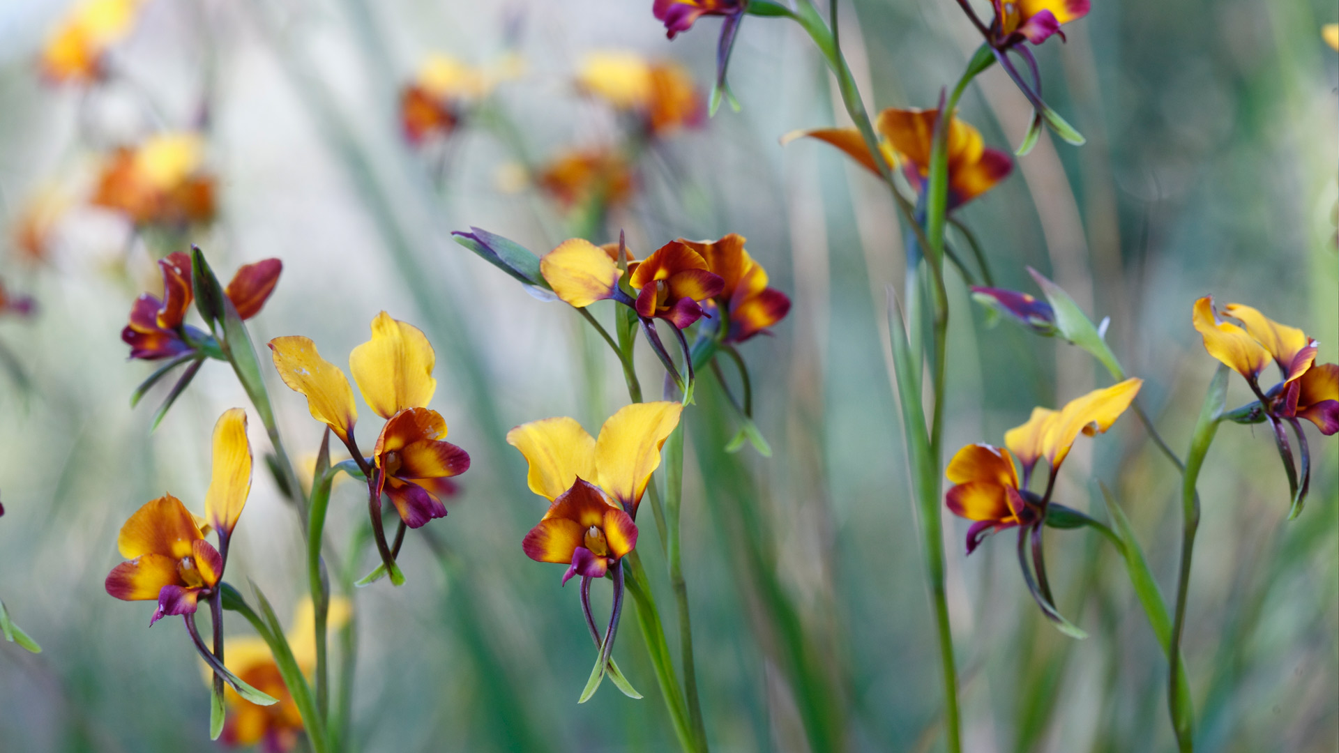 Pansy Orchid