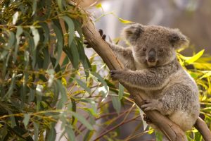 Perched Koala