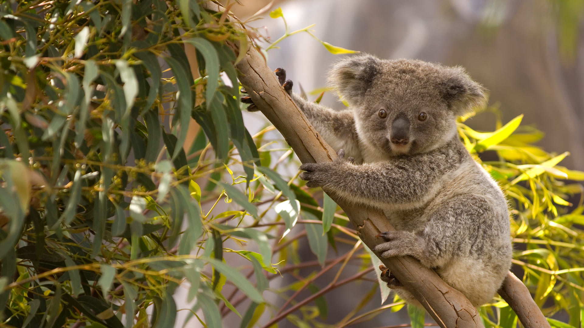 Perched Koala