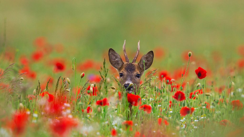 Poppy Deer