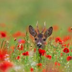 Poppy Deer