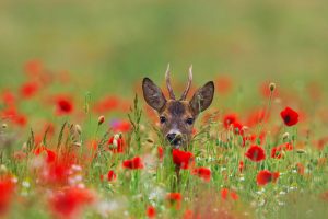 Poppy Deer