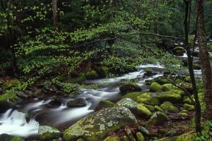 Roaring Fork