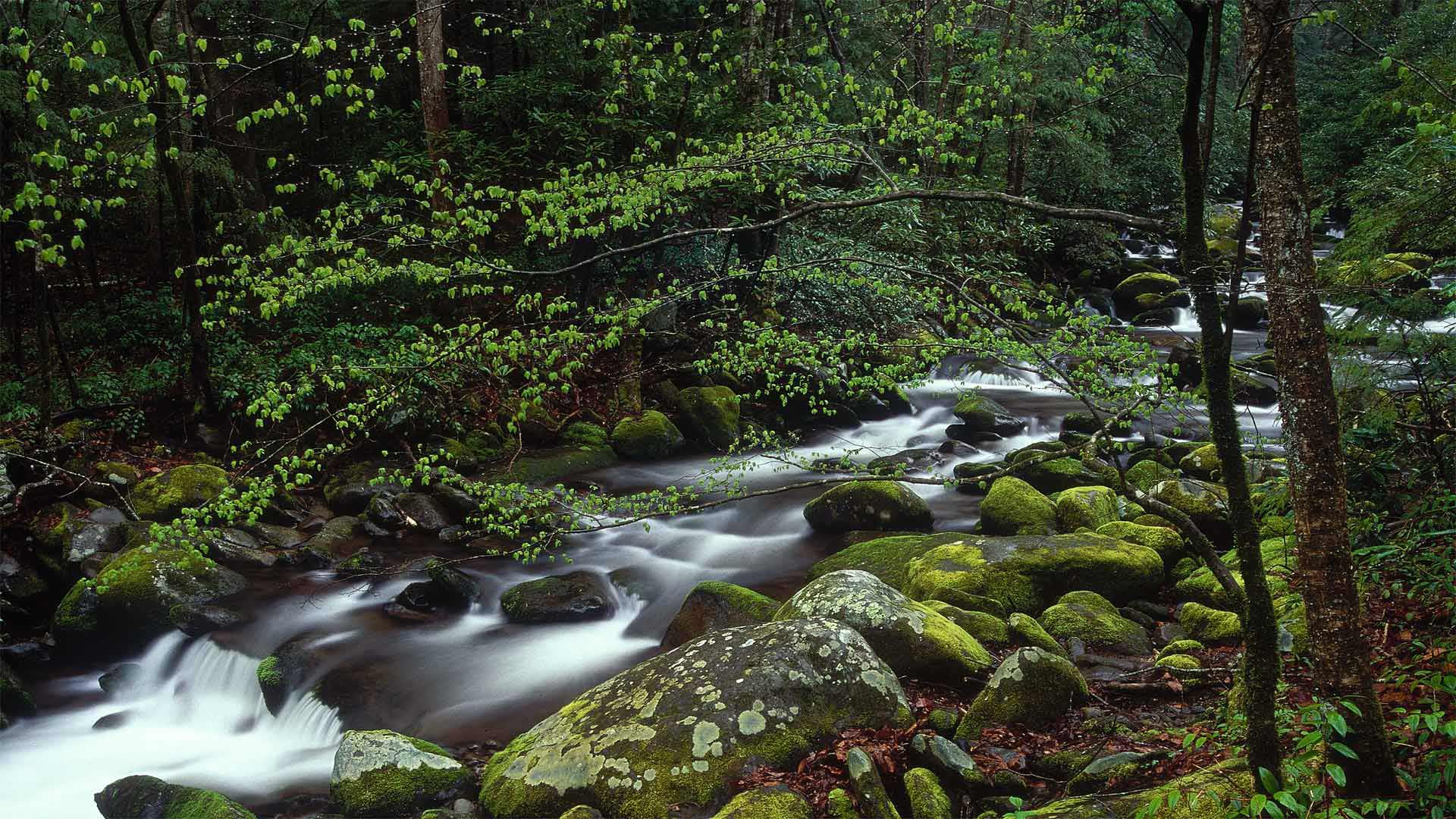 Roaring Fork