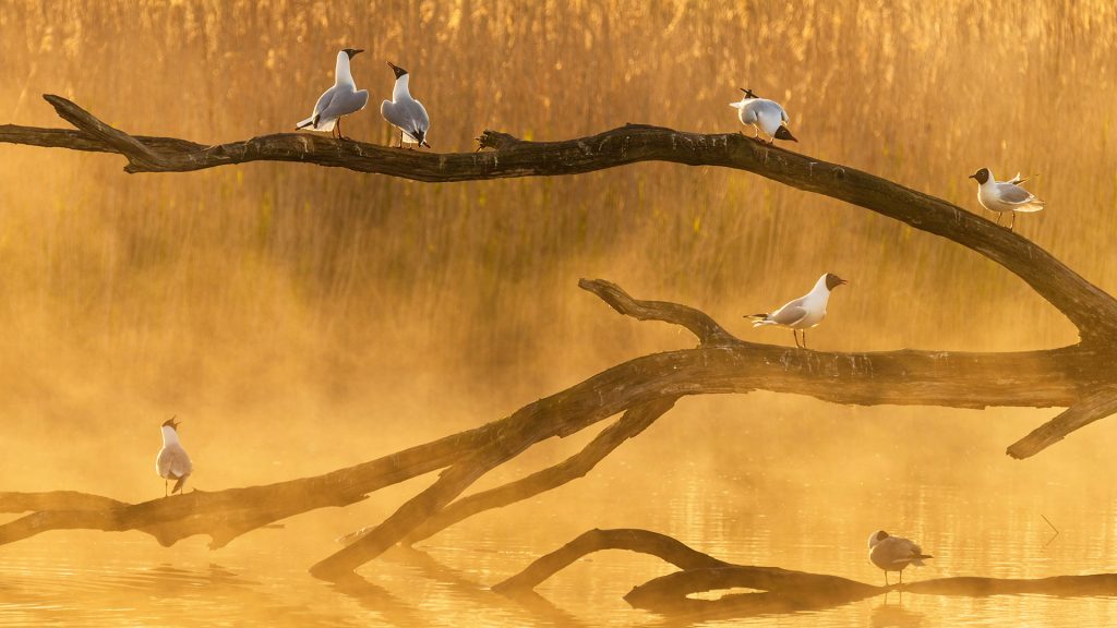 Seagulls Chat