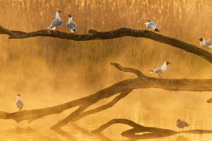 Seagulls Chat