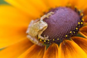 Spring Peeper Ont