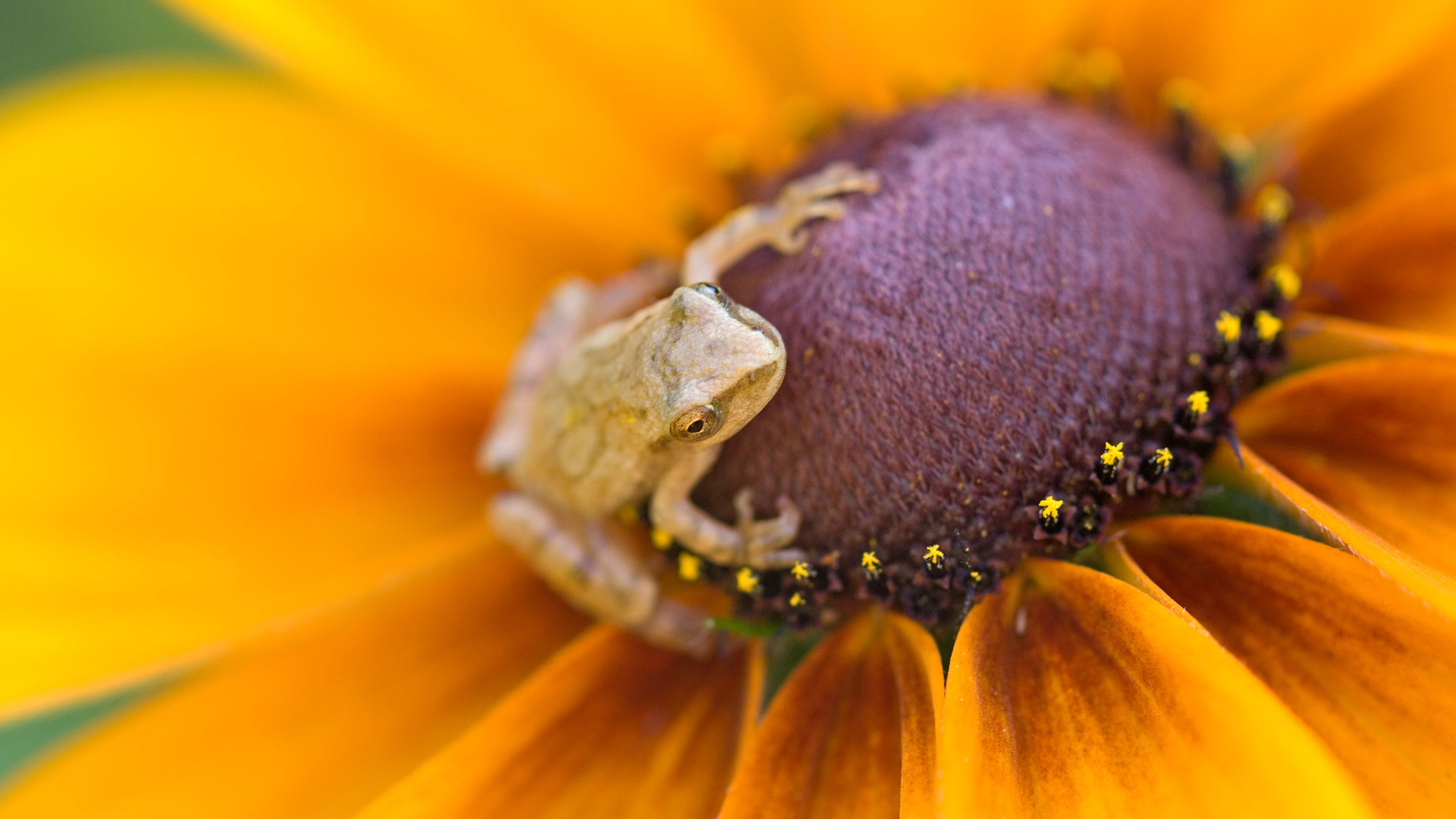 Spring Peeper Ont