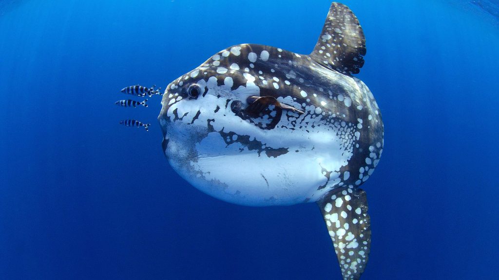 Sun Fish