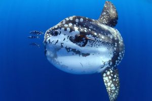 Sun Fish