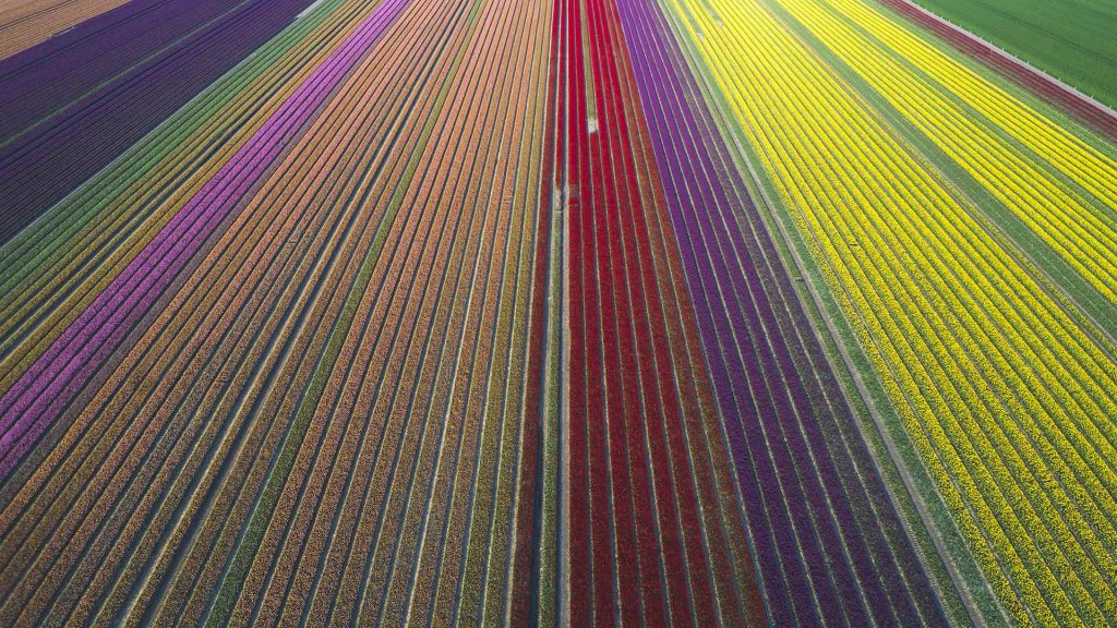 Tulip Fields DE