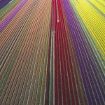 Tulip Fields DE