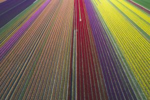 Tulip Fields DE