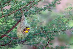 Weaver Bird