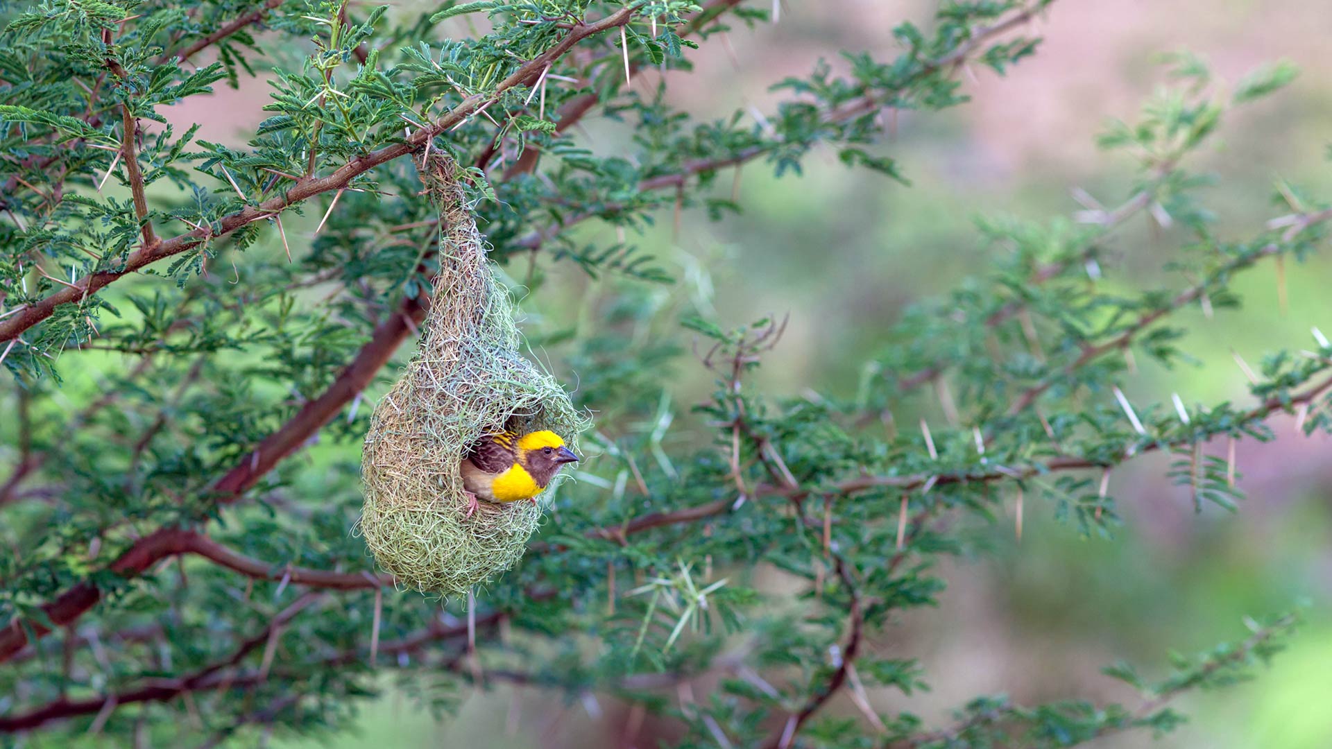 Weaver Bird