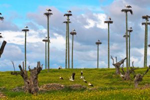 White Storks Caceres