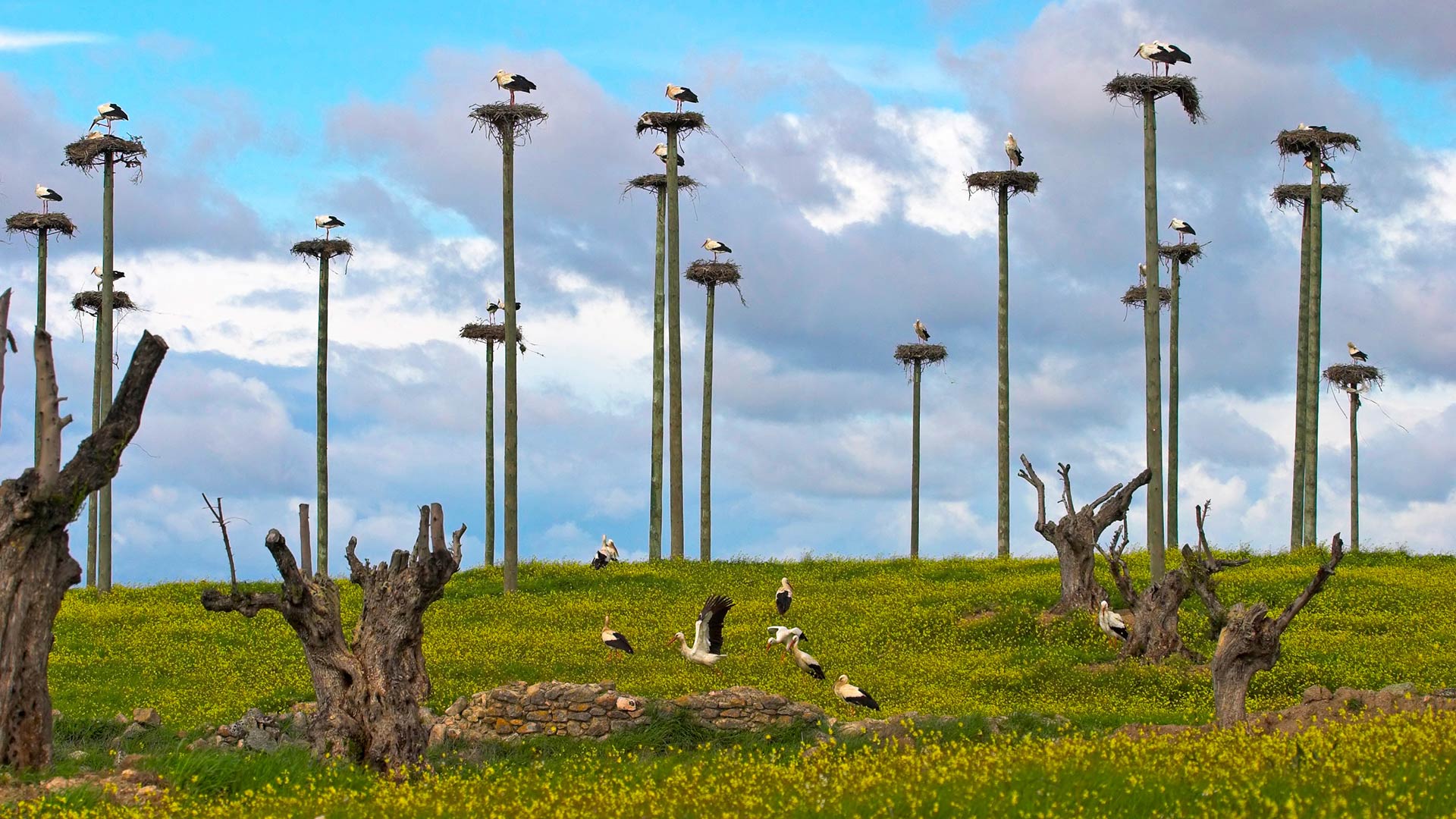 White Storks Caceres