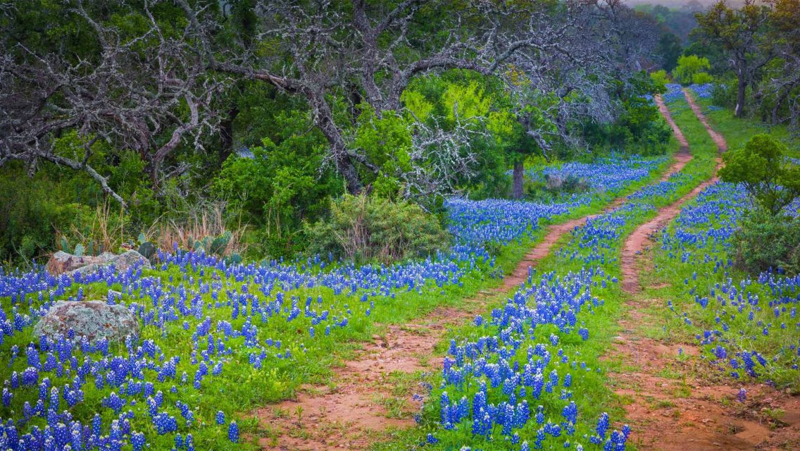 Wildflower Week – Bing Wallpaper Download