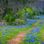 Wildflower Week