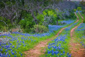 Wildflower Week