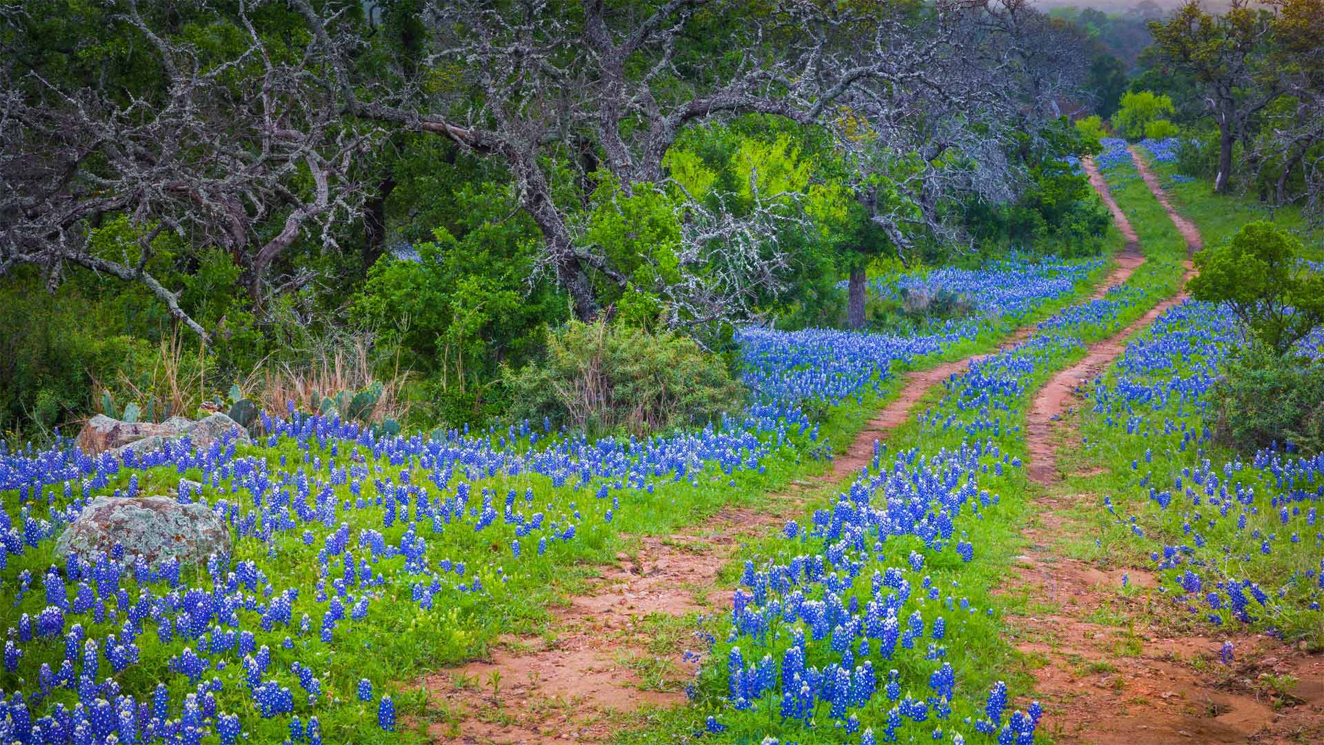 Wildflower Week