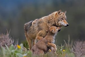 Wolf Pup