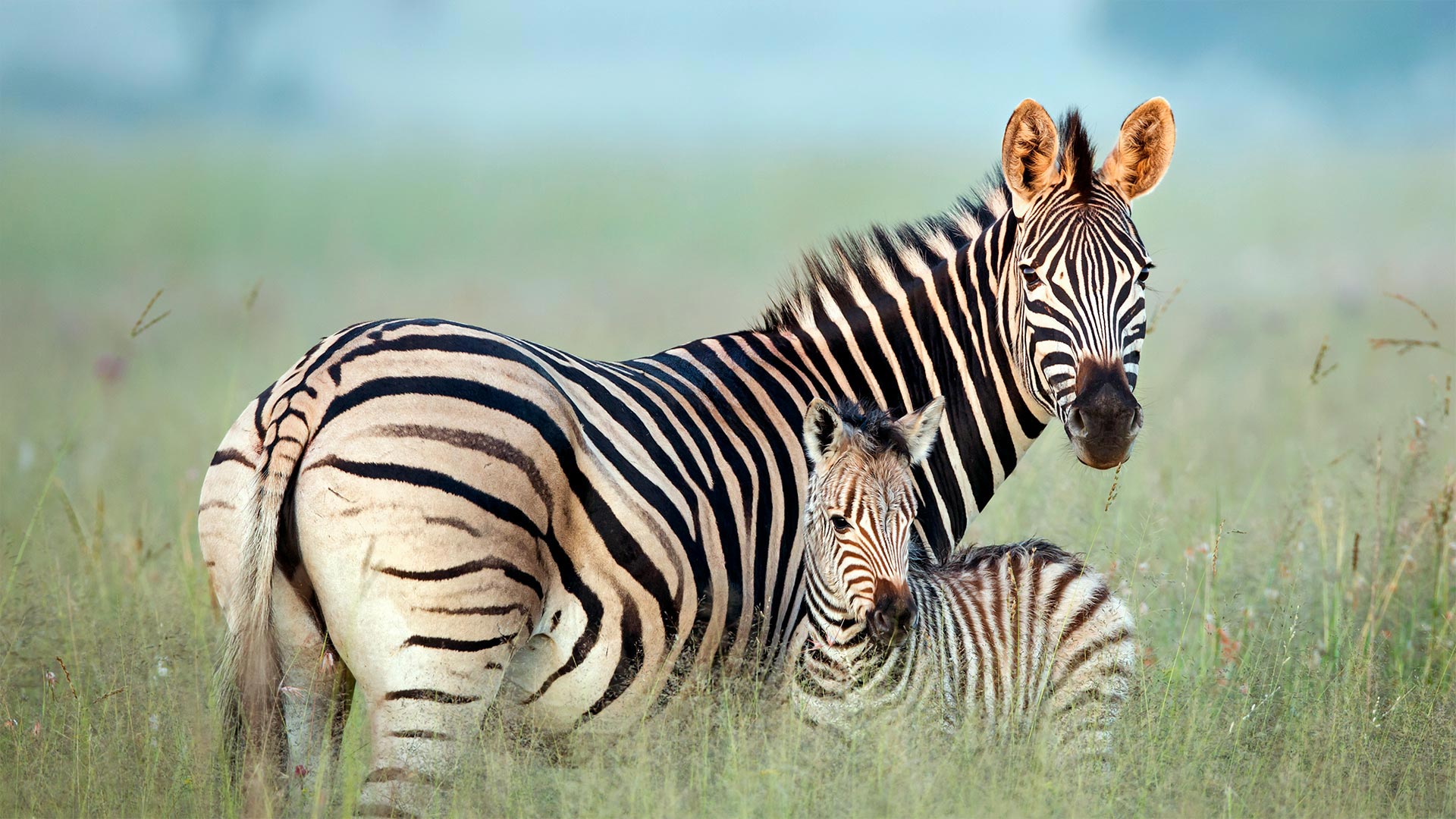 Zebra Mom Bing Wallpaper Download