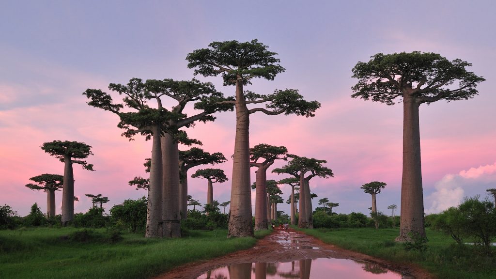 Adansonia Grandidieri